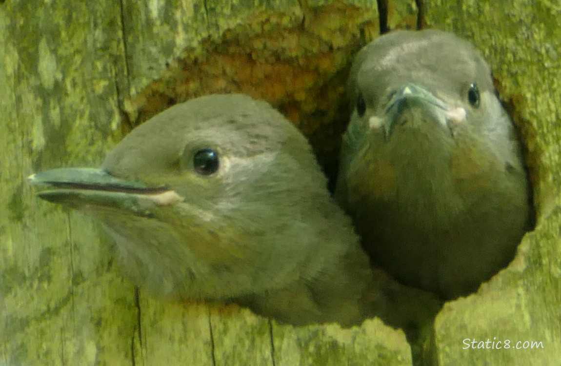Two Flicker babys sticking their faces out of the nest hole