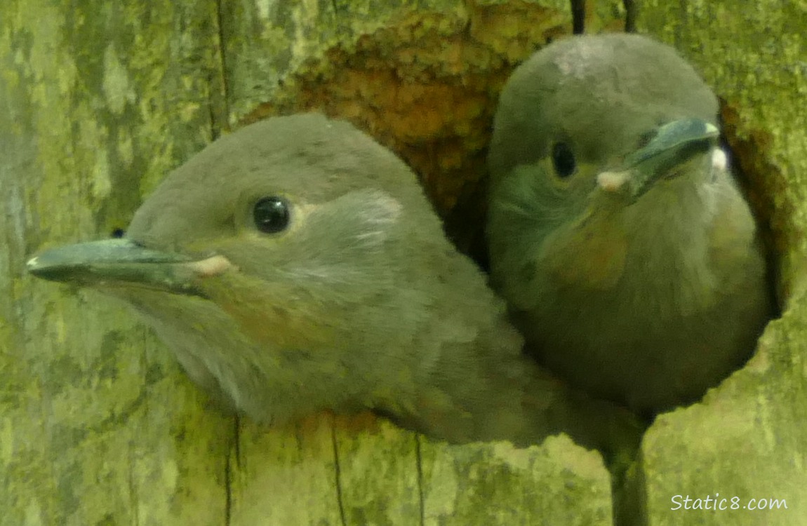 Two Flicker babys sticking their faces out of the nest hole