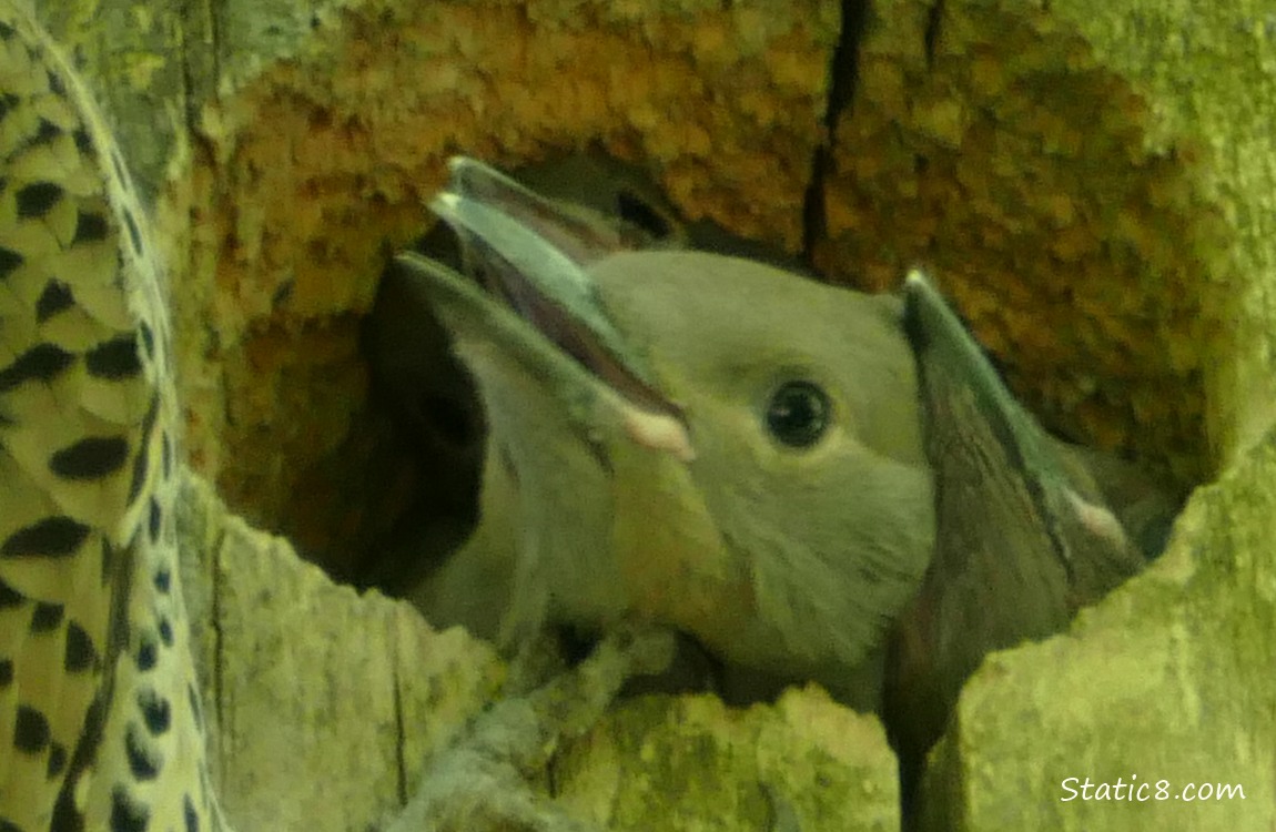 Three Flicker babies jostling at the nest hole