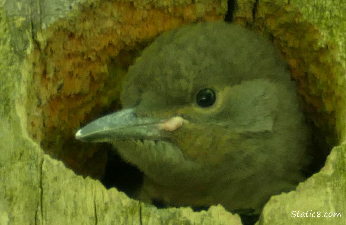 Flicker baby looking out of the nest hole