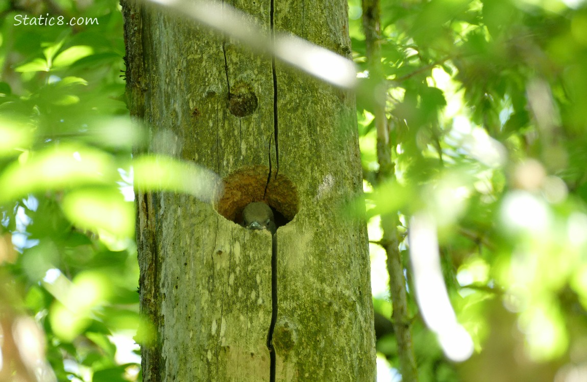 Flicker baby, resting her chin on the nest hole