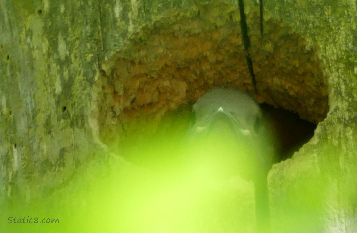 A blurry leaf in front of a Flicker baby looking out of the nest hole