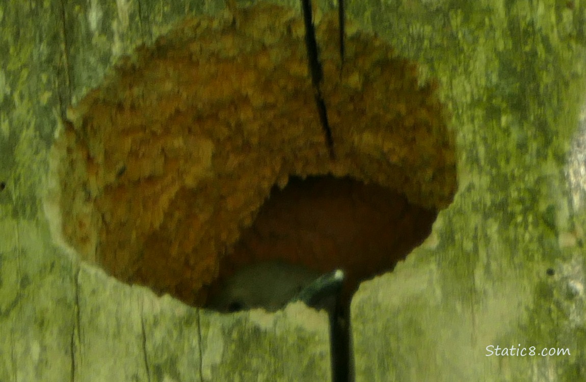 Baby beak in the flicker nest hole