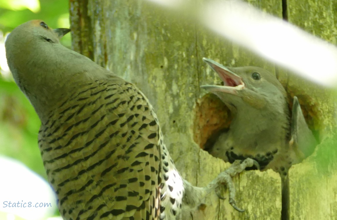 Parent Flicker at the nest with a second baby tryiing to push her face out!