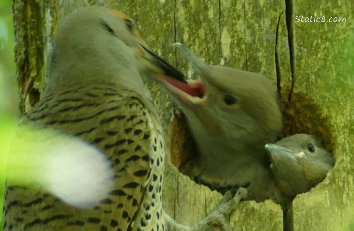 Parent Flicker at the nest feeding a baby, while another baby looks on