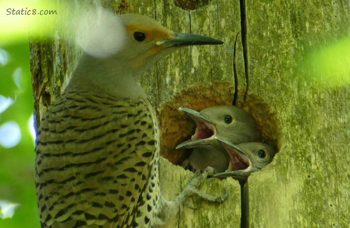 Flicker parent at the nest with two babies sticking their faces out
