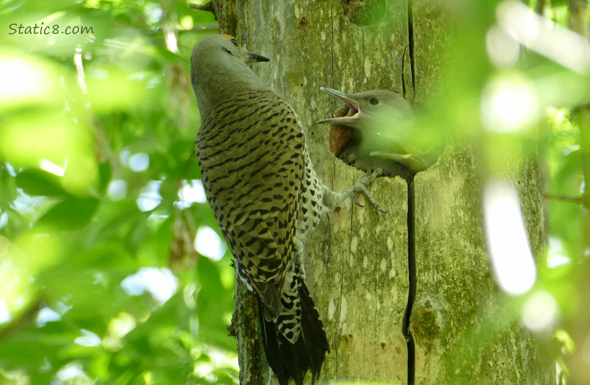 Leaves blocking the view of parent Flicker at the nest