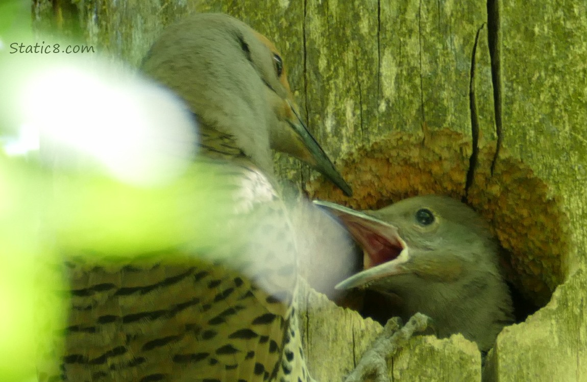 Flicker parent feeding a baby at the nest