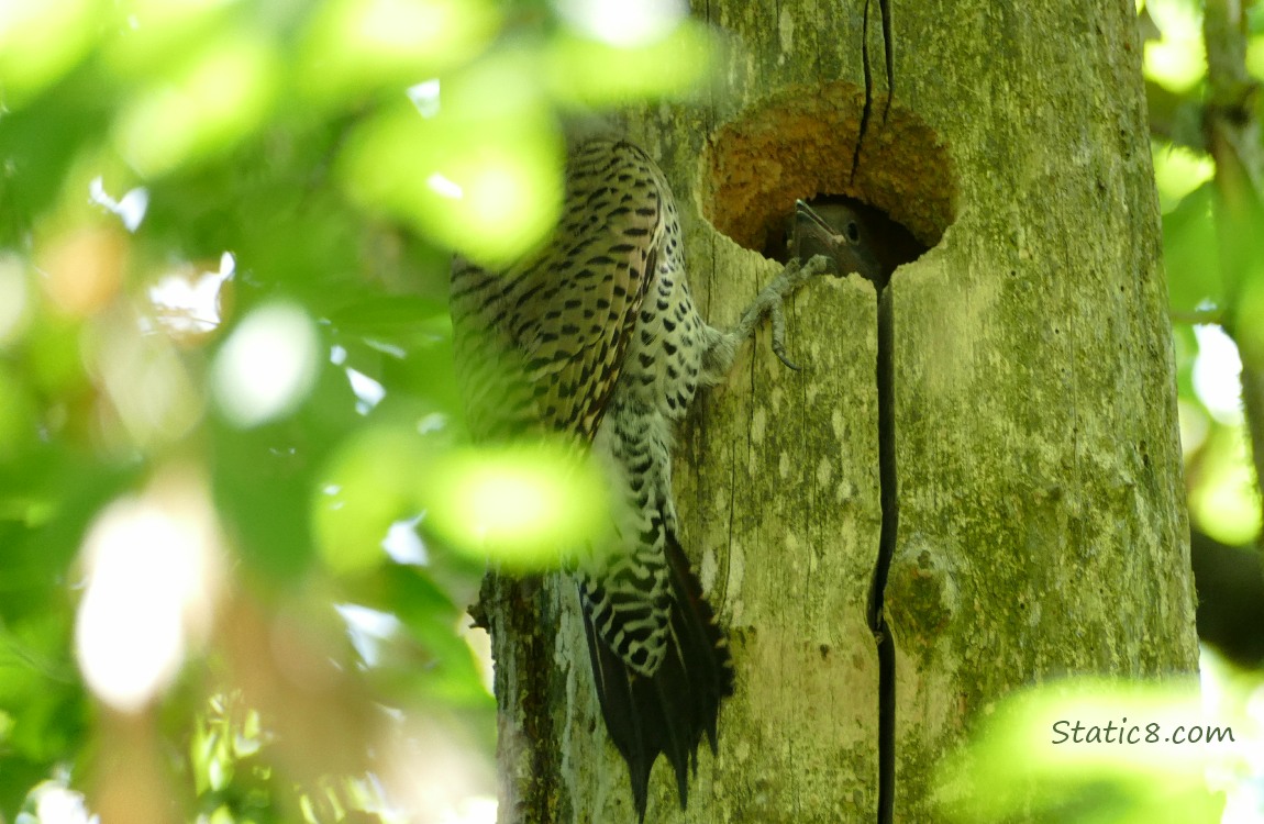 Parent Flicker at the nest, behind leaves