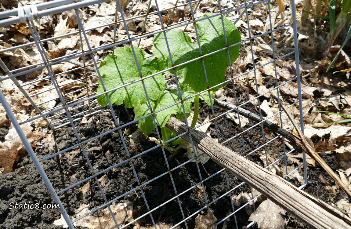 Squash plant under a metal grid for support