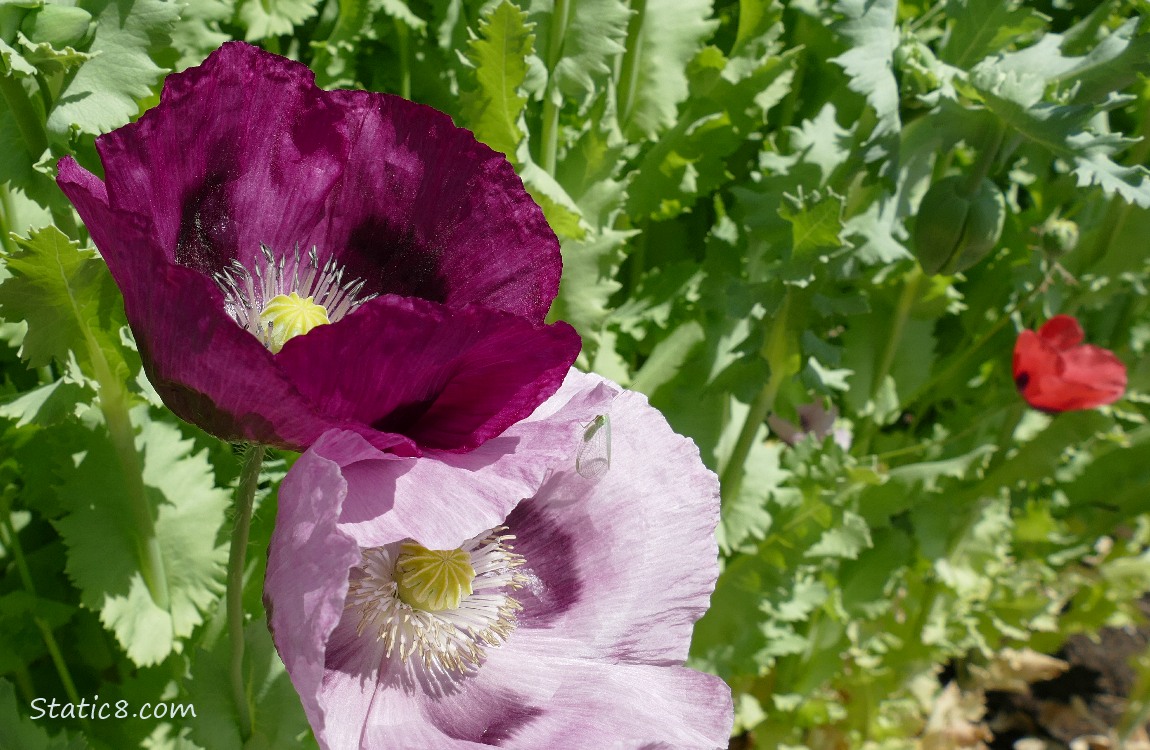 Purple Poppy blooms