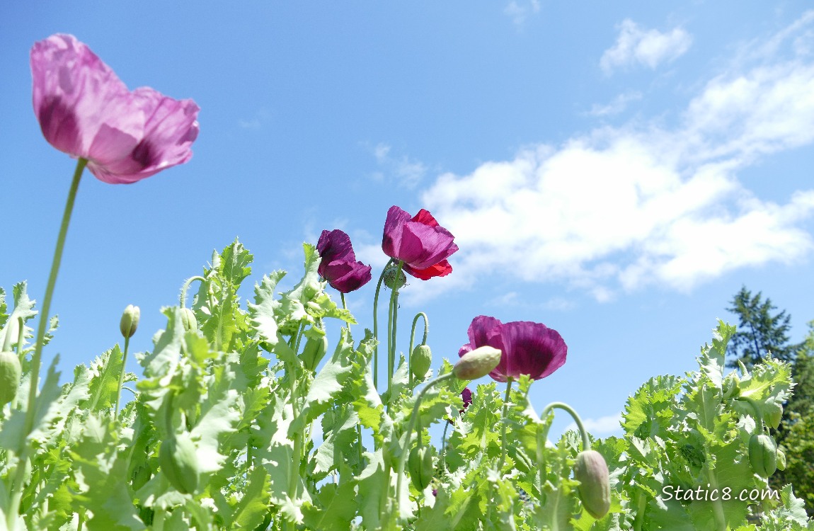Poppy blooms with the blue sky