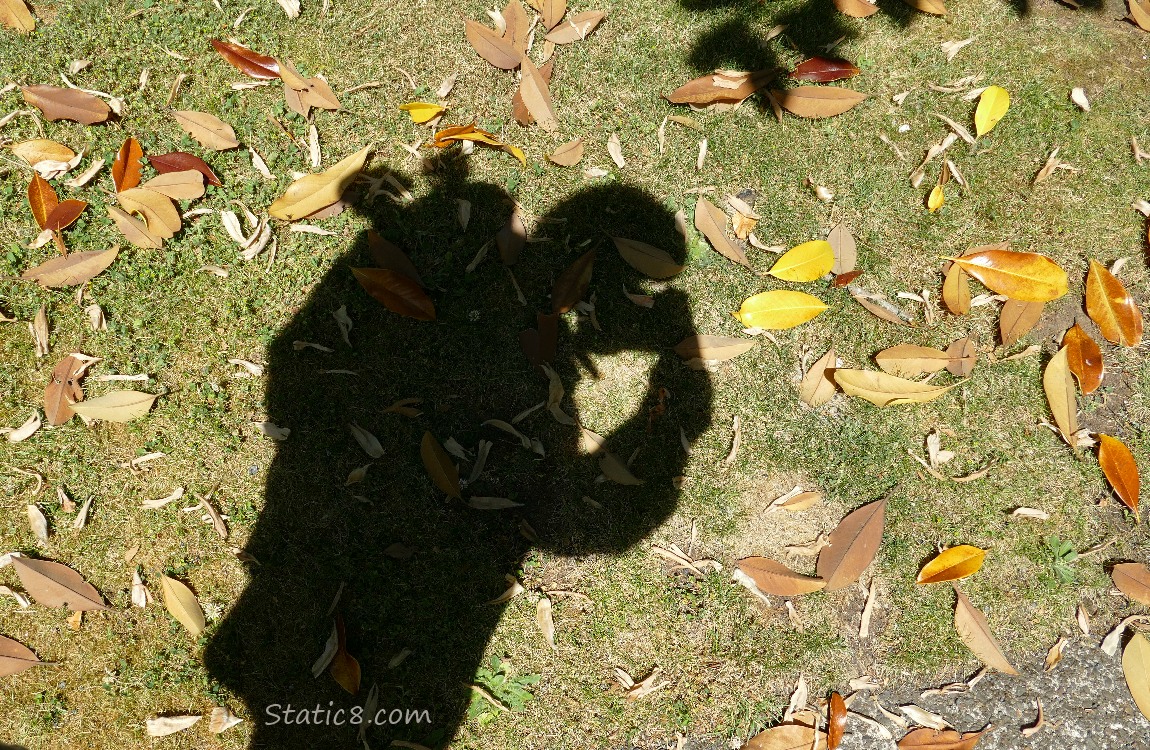 Shadow in the grass with fallen leaves