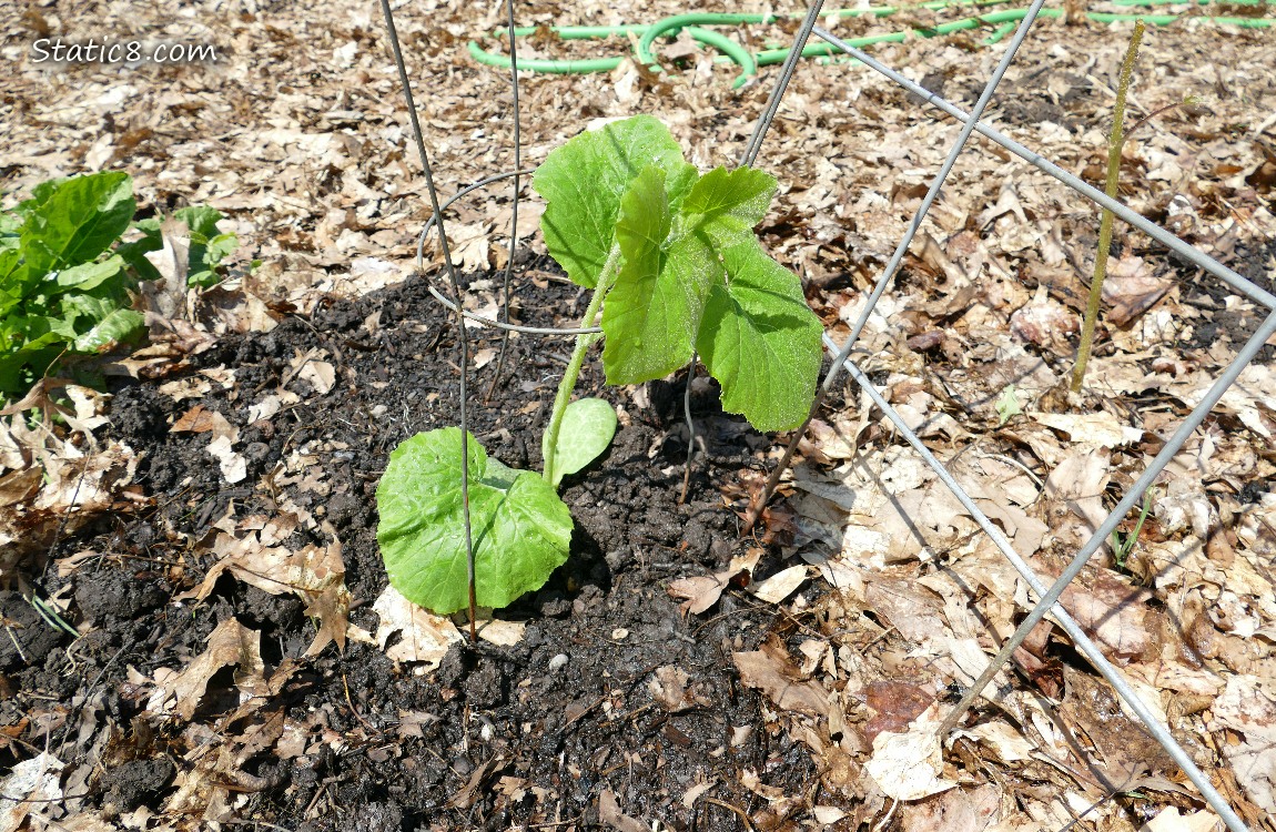 Squash plant in the ground