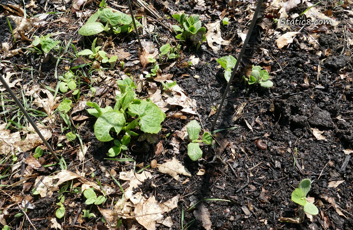 Small Squash plants growing in the ground