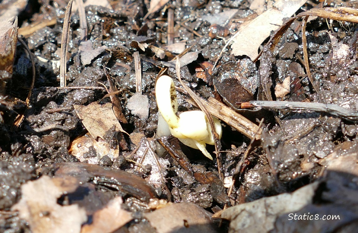 Bean germinating in the dirt
