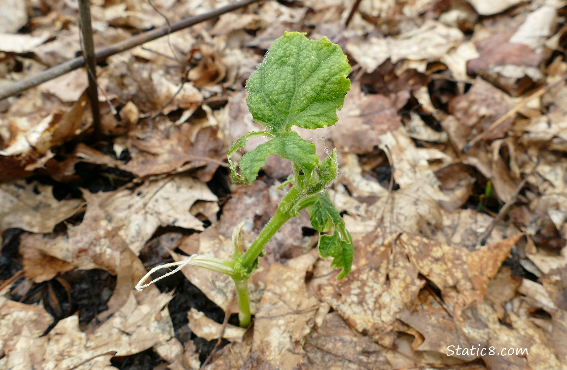 pathetic cucumber plant