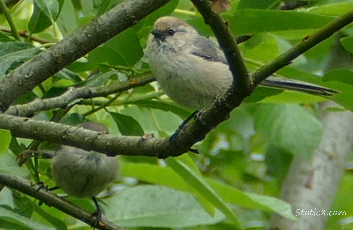 Bushtit standing on a branch in a tree