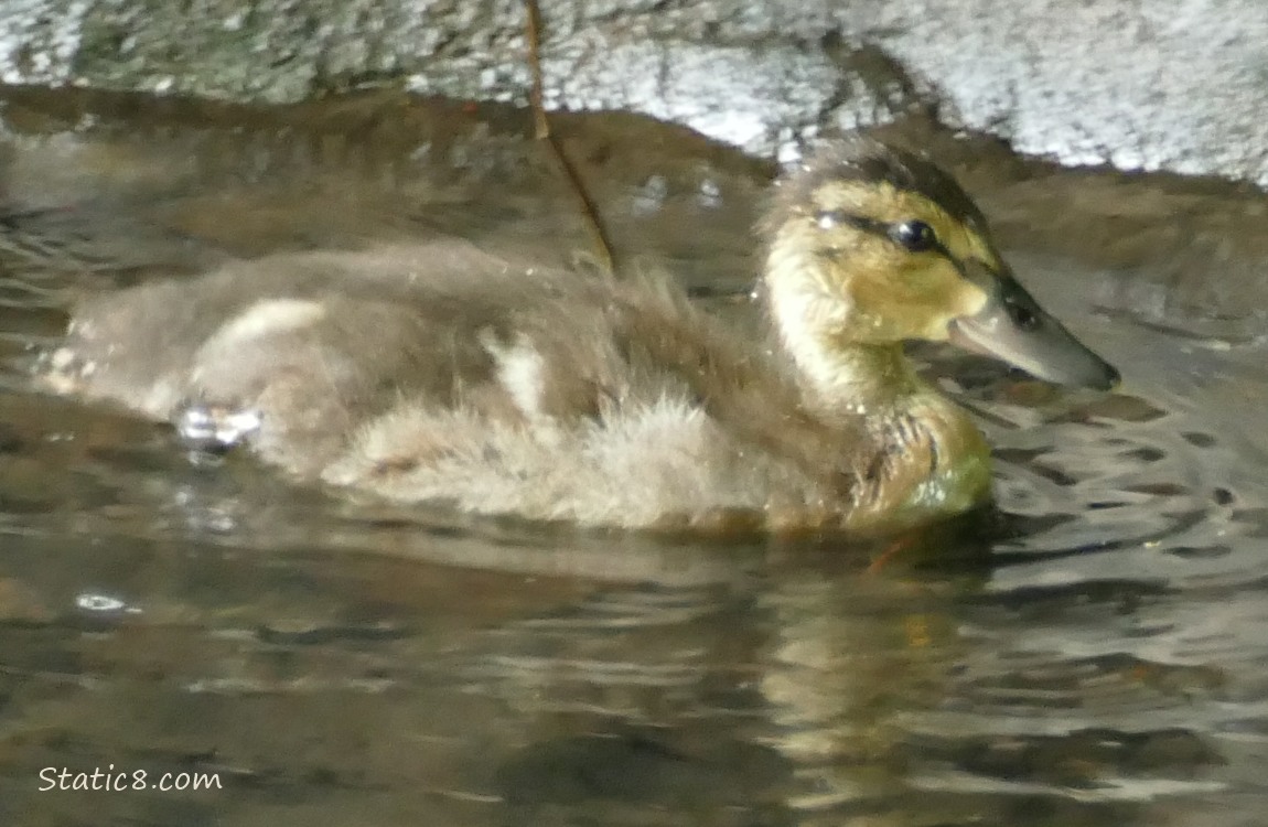 Duckling paddling on the water