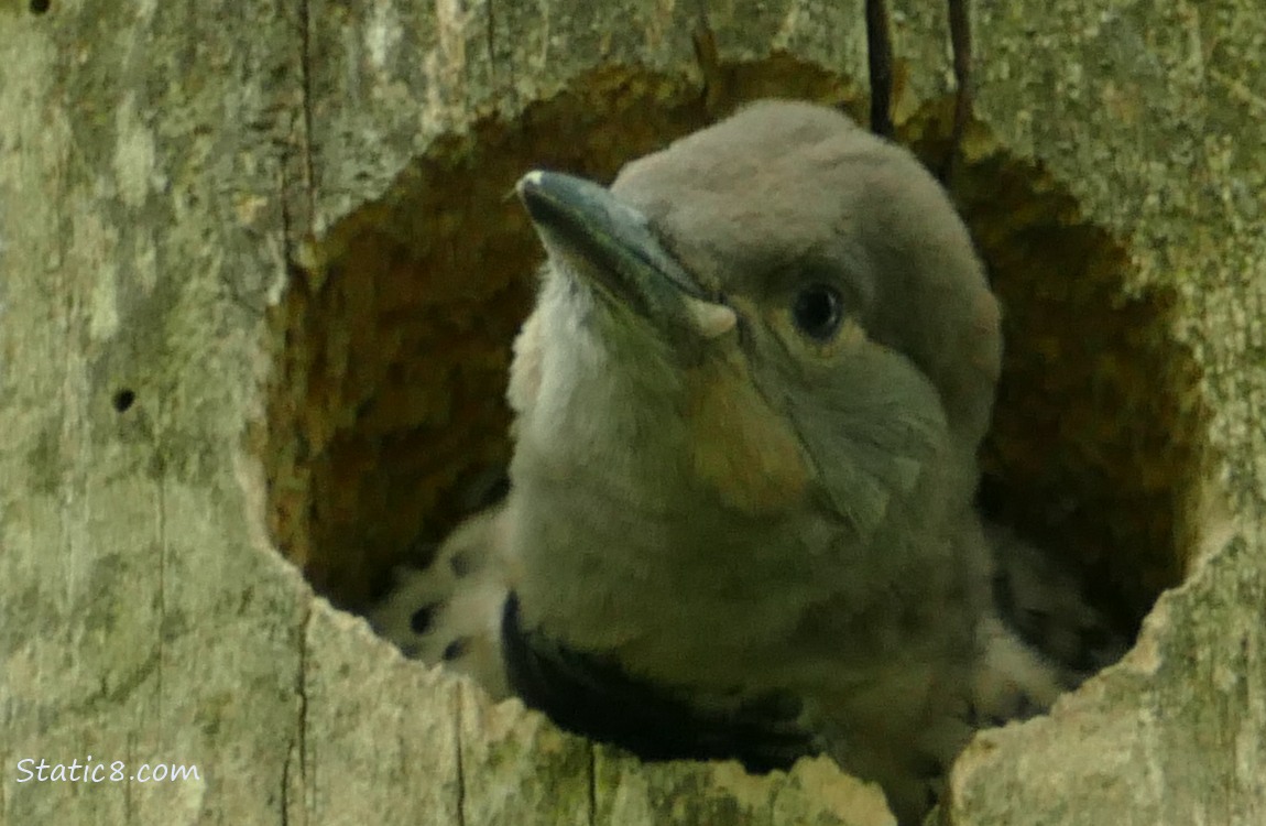 Flicker baby looking out the nest hole