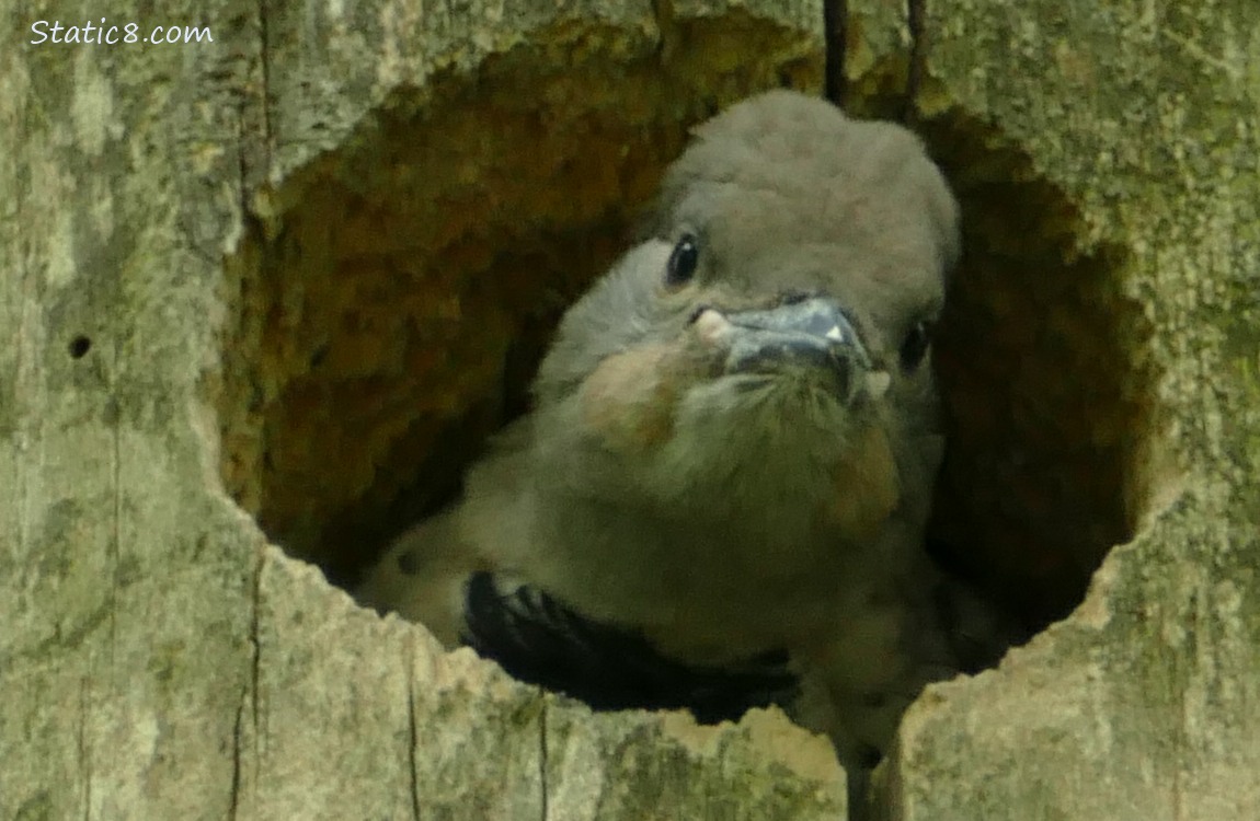 Flicker baby looks out the nest hole