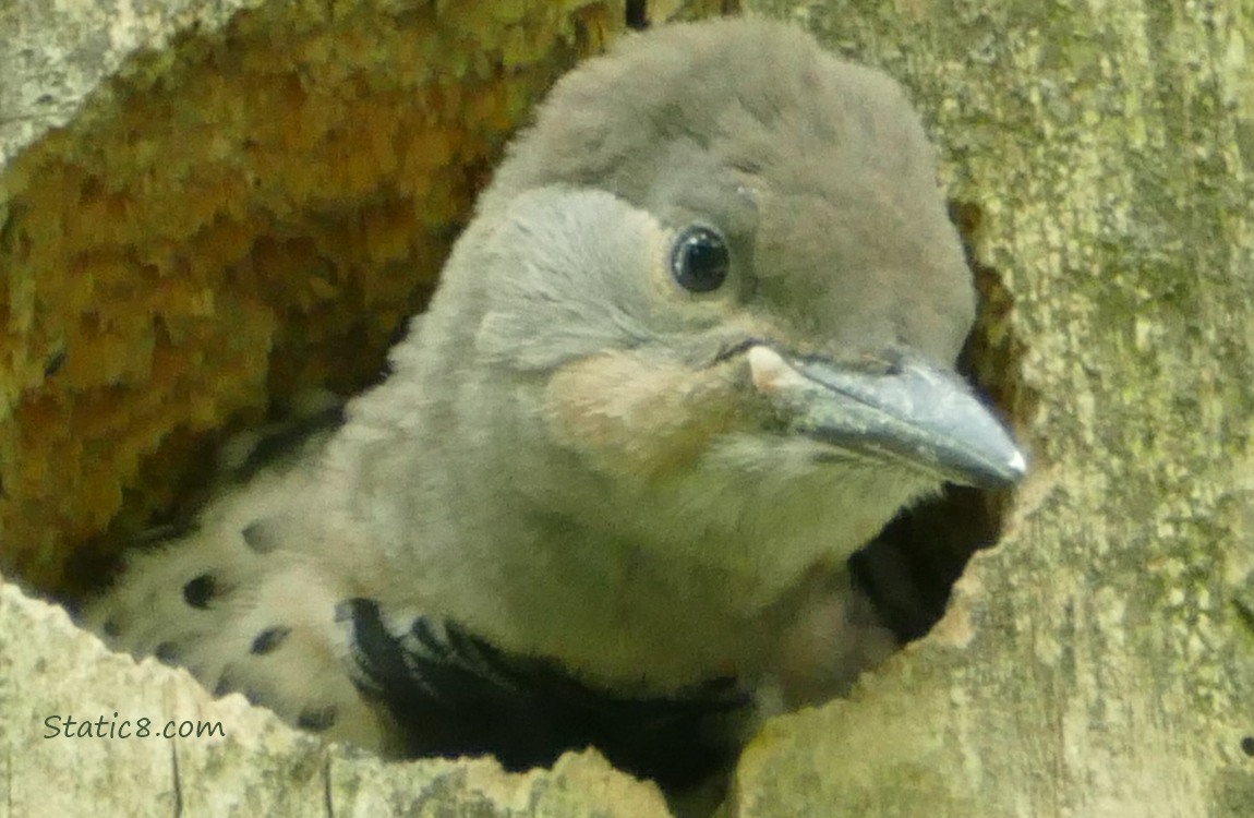 Flicker baby looking out the nest hole