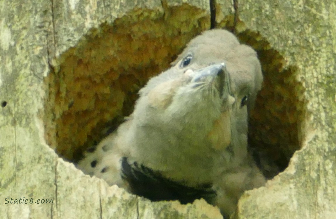 Flicker baby looking out the nest hole