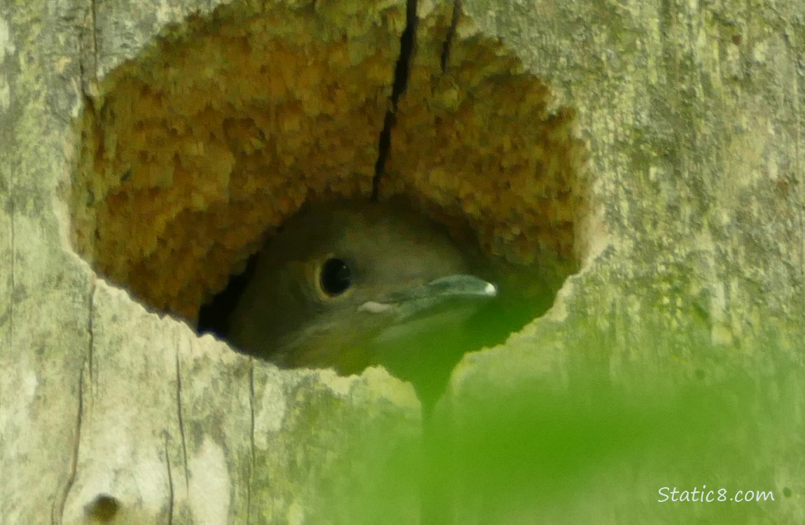 Baby Flicker looking out of the nest hole
