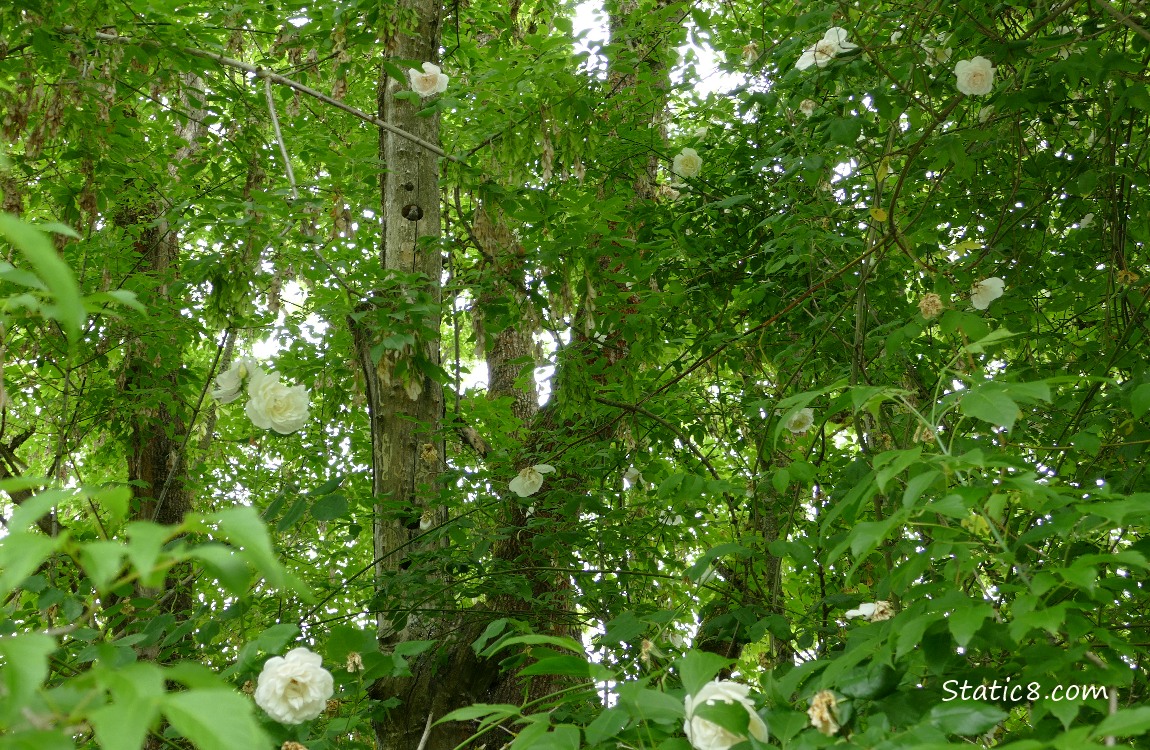 Climbing roses going up trees, leaves and tree trunks all around