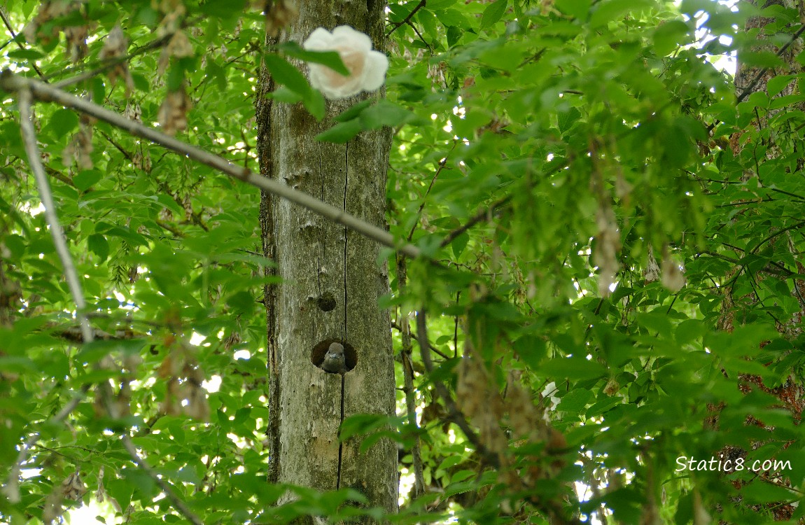 Climbing roses going up trees, leaves and tree trunks all around