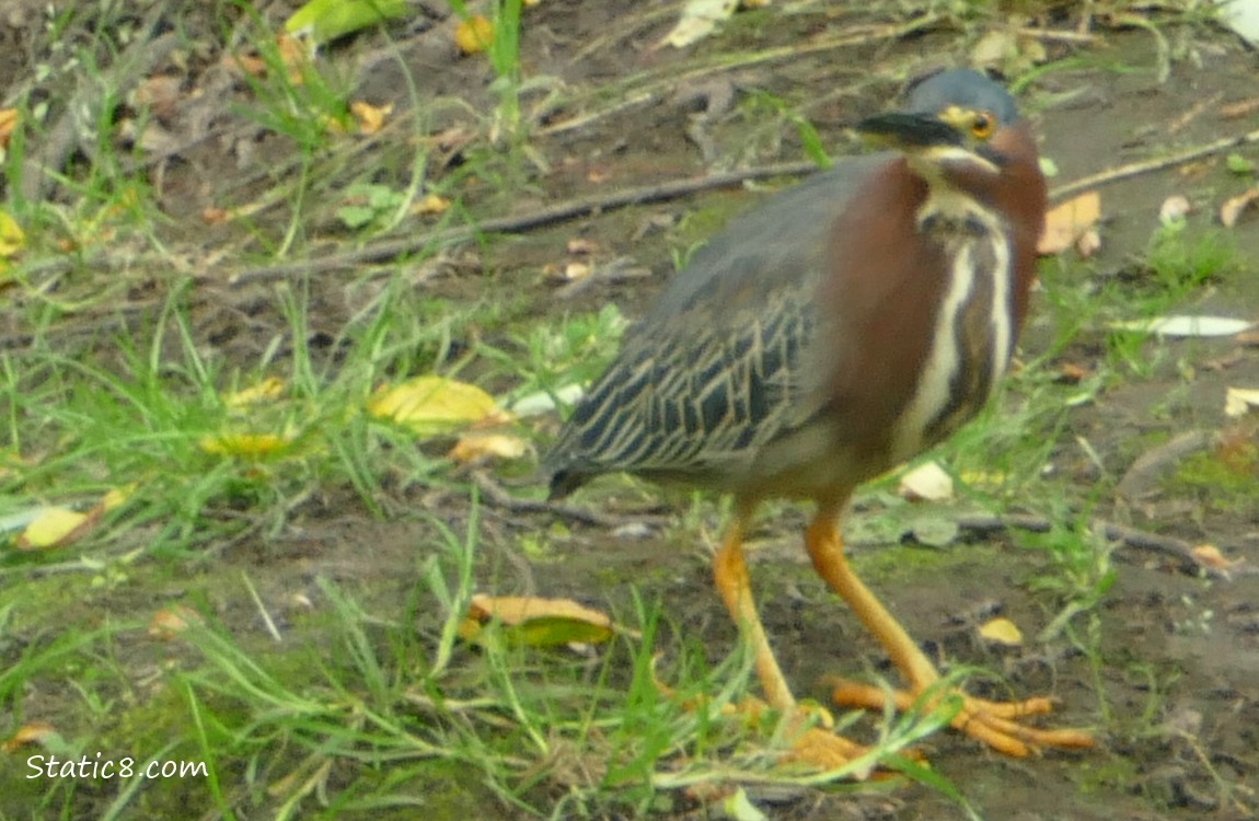 Green Heron standing on the bank