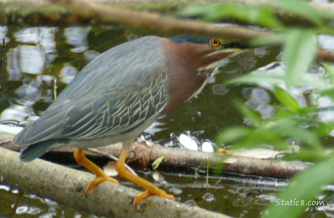Green Heron standing on a branch next to the water