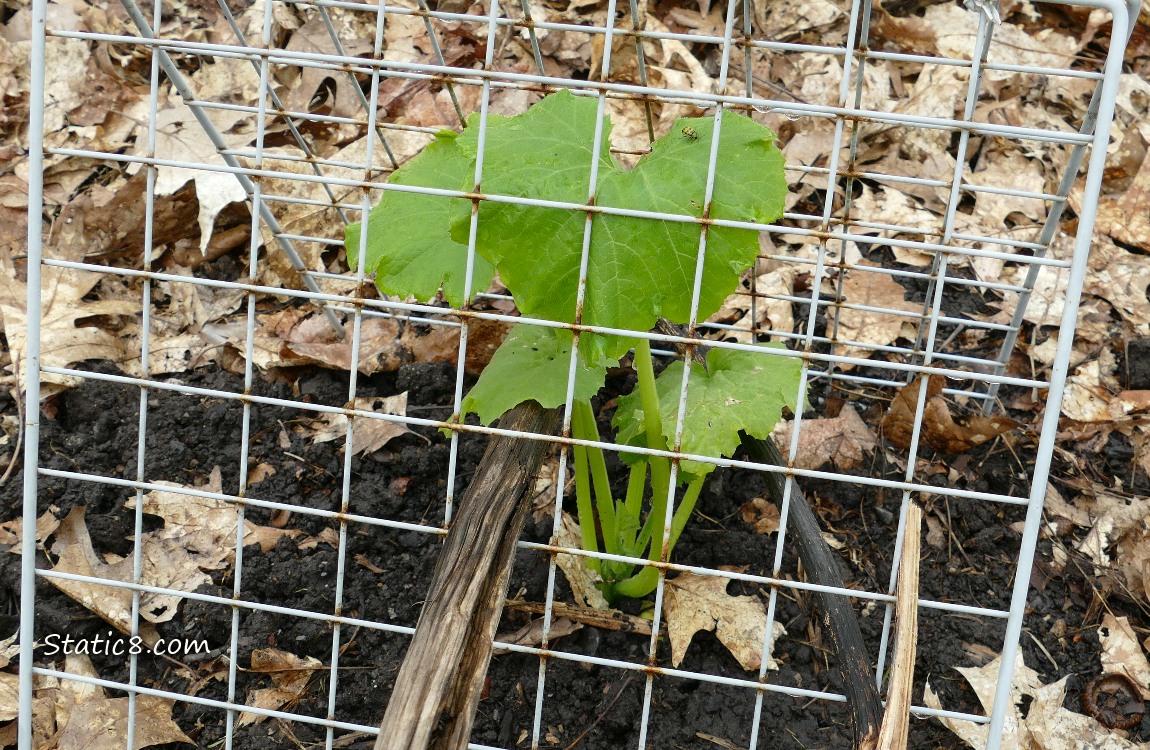 Squash plant growing under a metal grid
