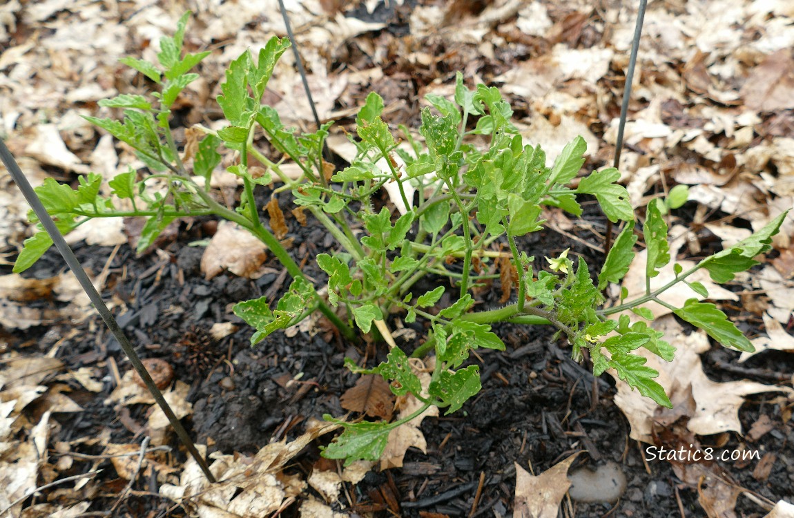 Small Tomato plant growing in the ground