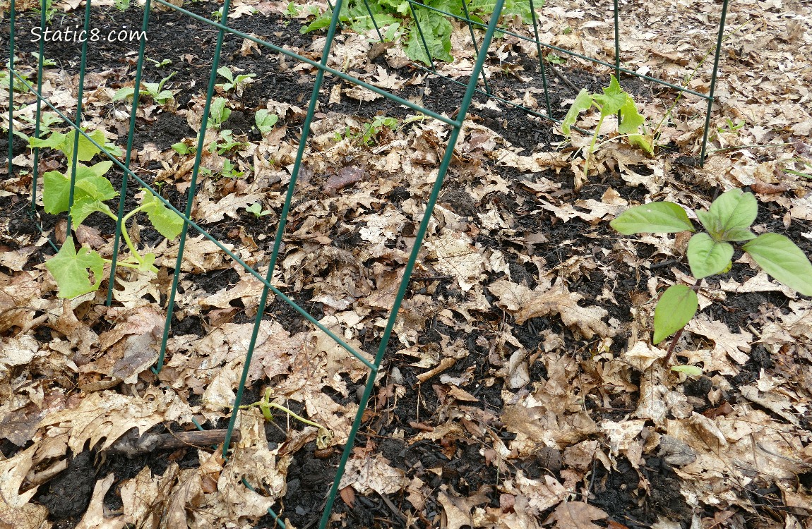 Plants growing under a trellis