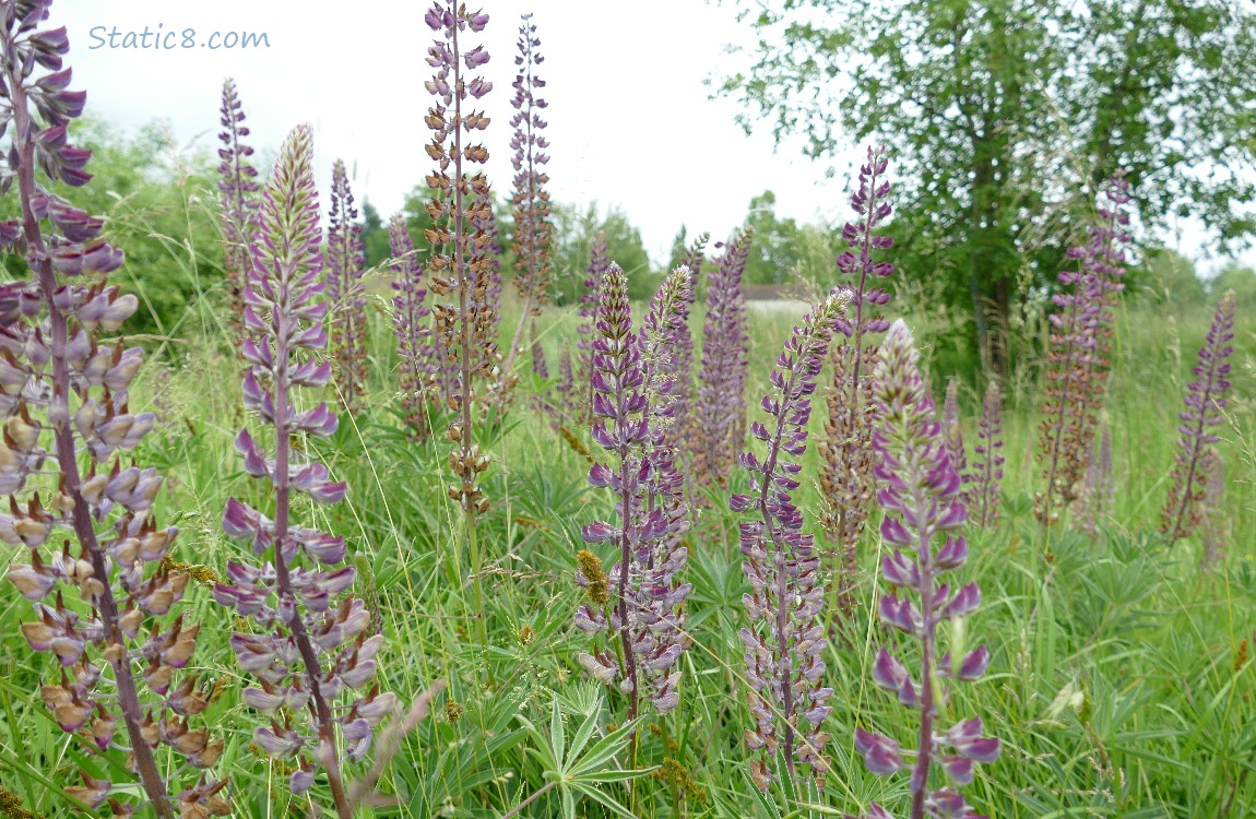 Lupines blooming in the grass