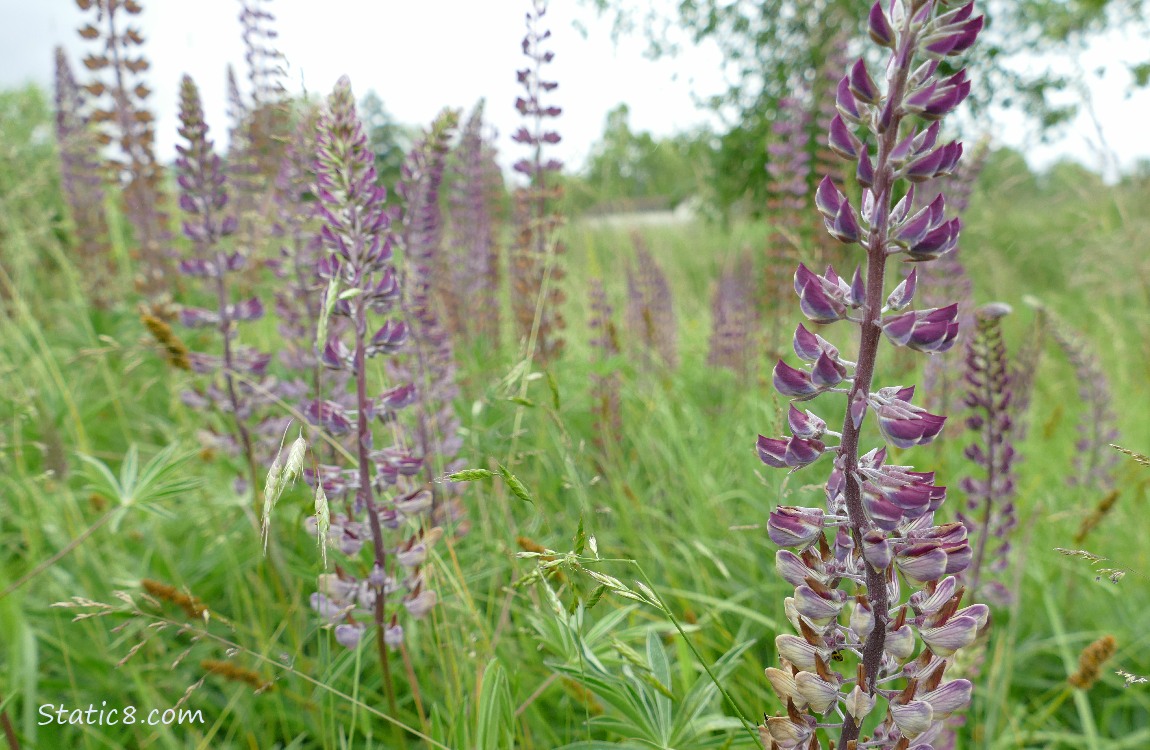Lupines blooming in the grass