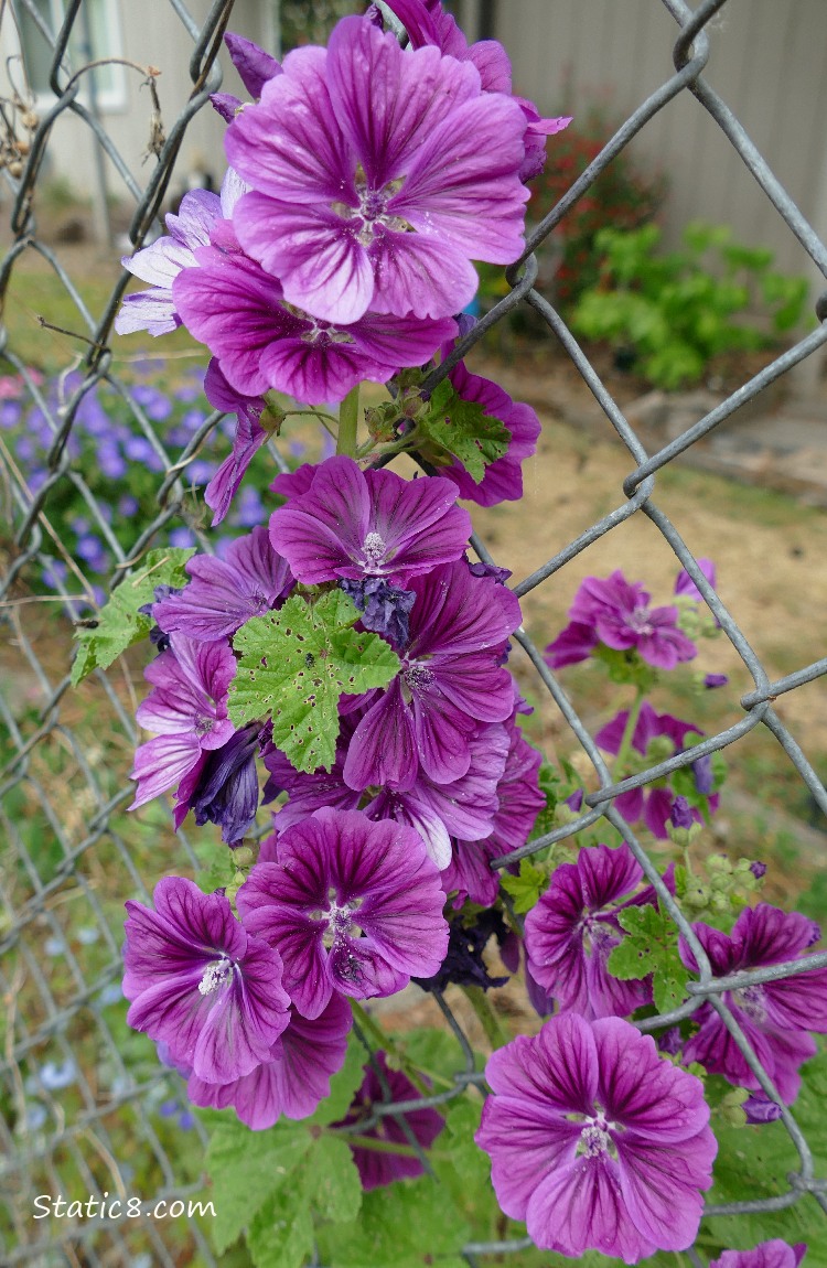 Purple Mallow blooms on a chain link fence