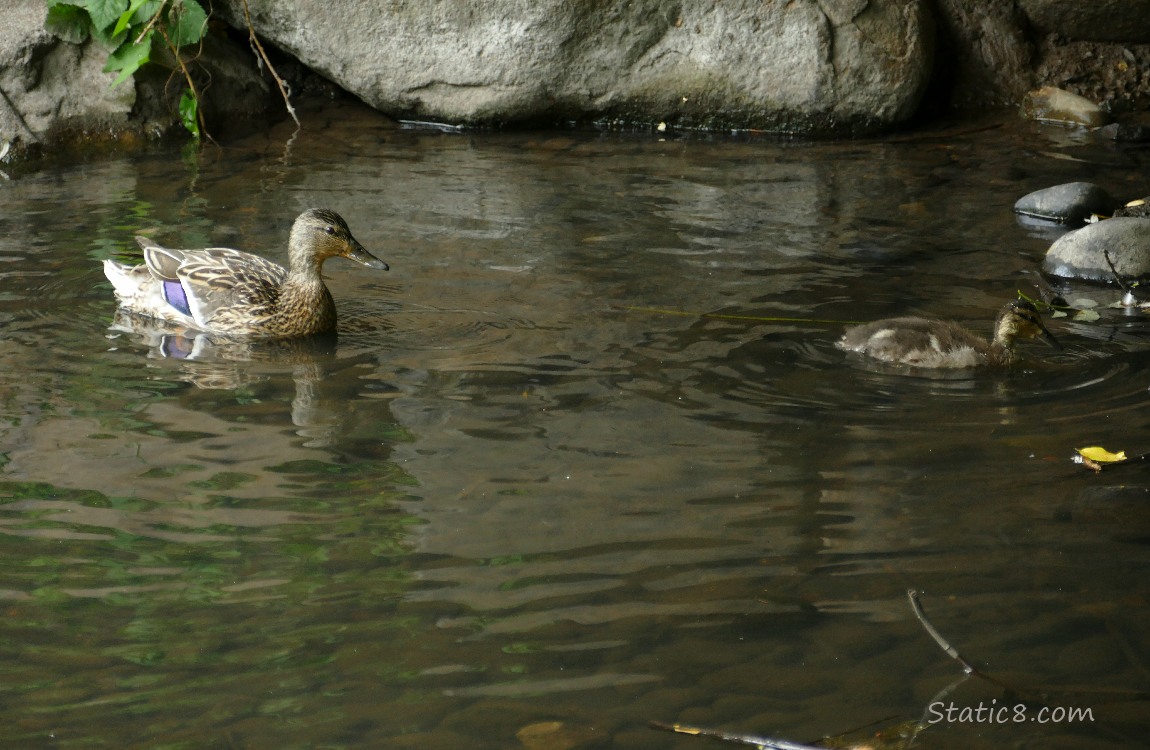 Mama Mallard with a single duckling paddling on the water, rocks of the bank behind them