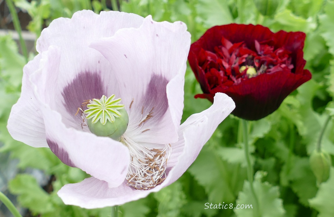 Light pink and a red double petal Poppy blooms