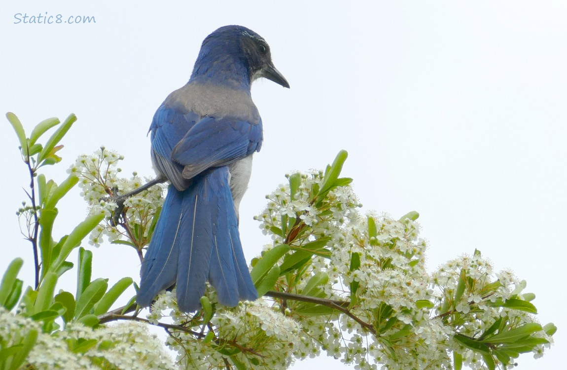 Scrub Jay standing on a bush of tiny white flowers