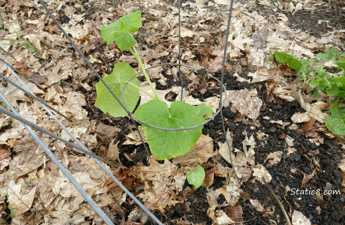 Small Squash plant growing in a tomato cage