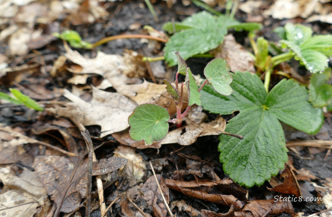 Strawberry plant with a small Nasturtium plant