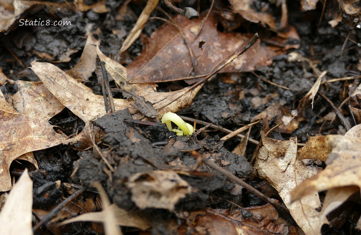 Bean germinating in the dirt