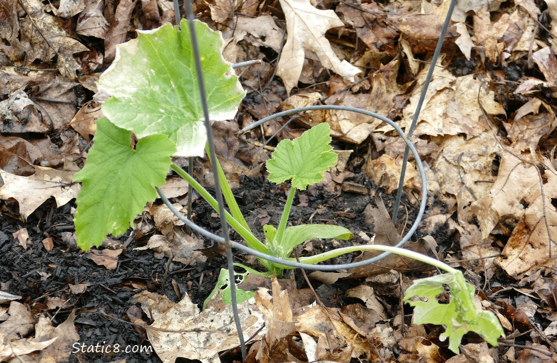 Squash growing in the ground