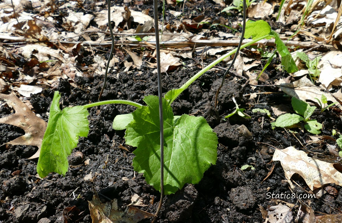 Squash plant growing in the ground