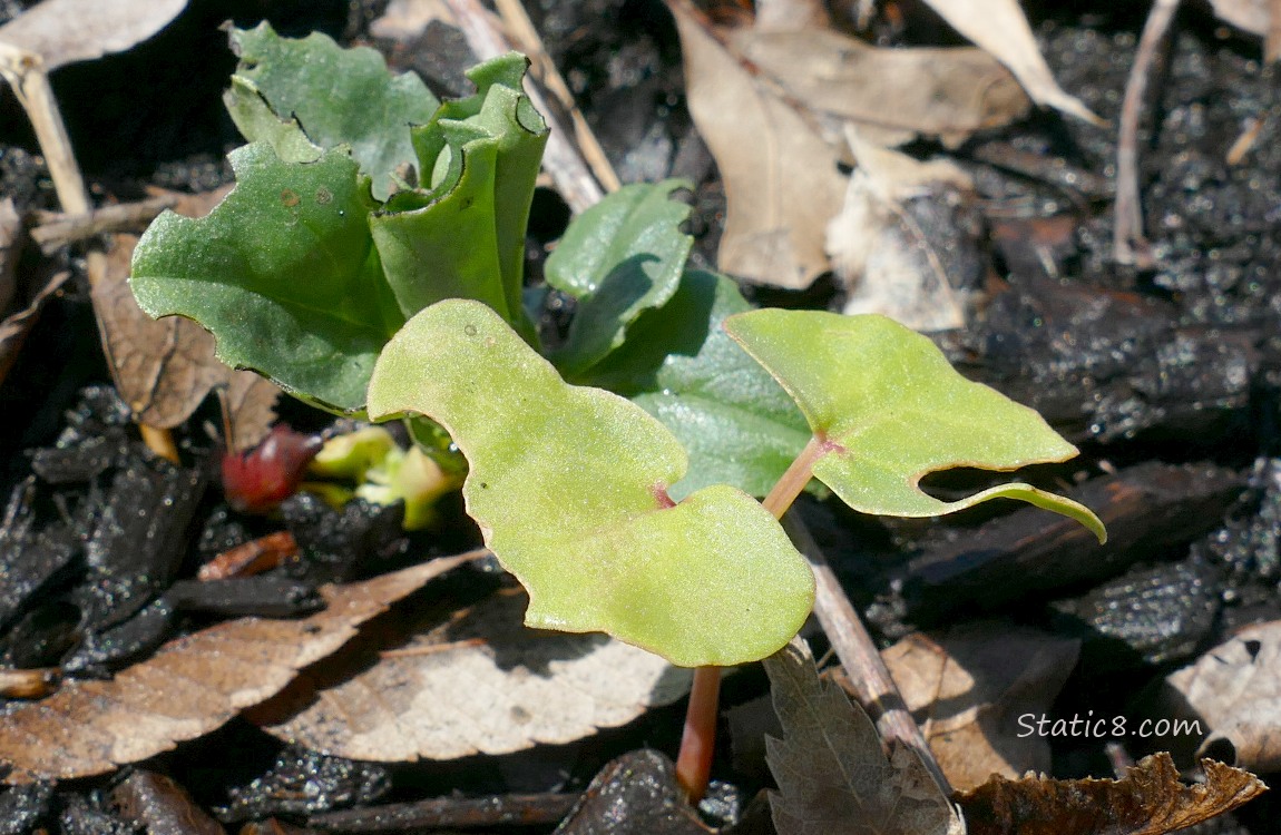Fava seedling next to a Buckwheat seedling