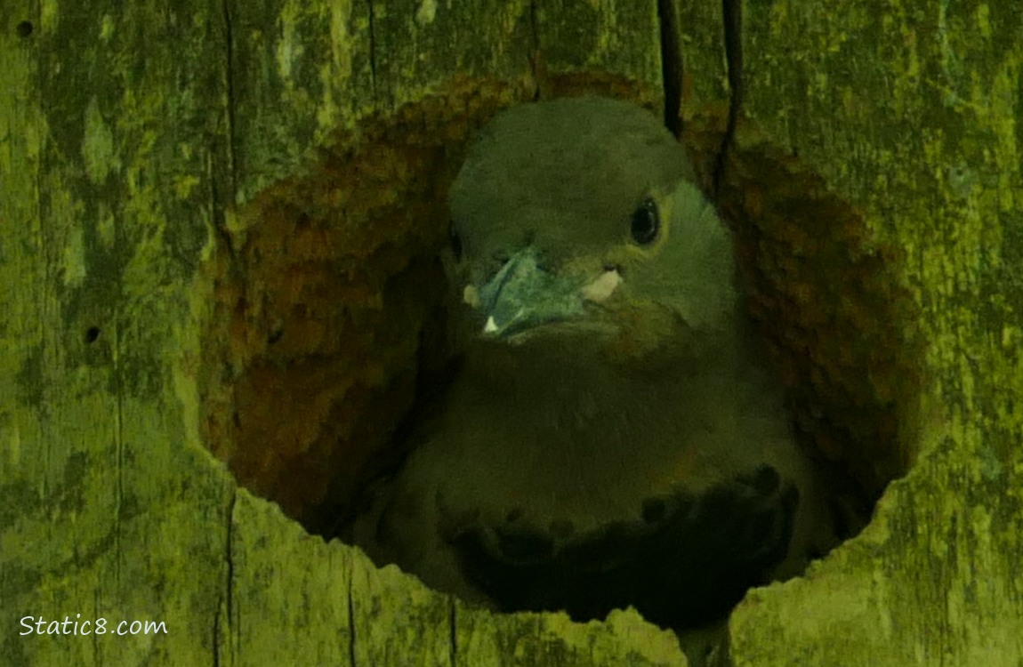 Dark photo of a Flicker baby looking out from the nest hole