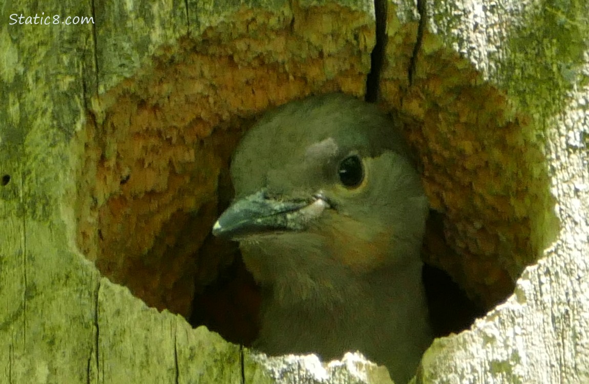 Flicker baby looking out of the nest hole
