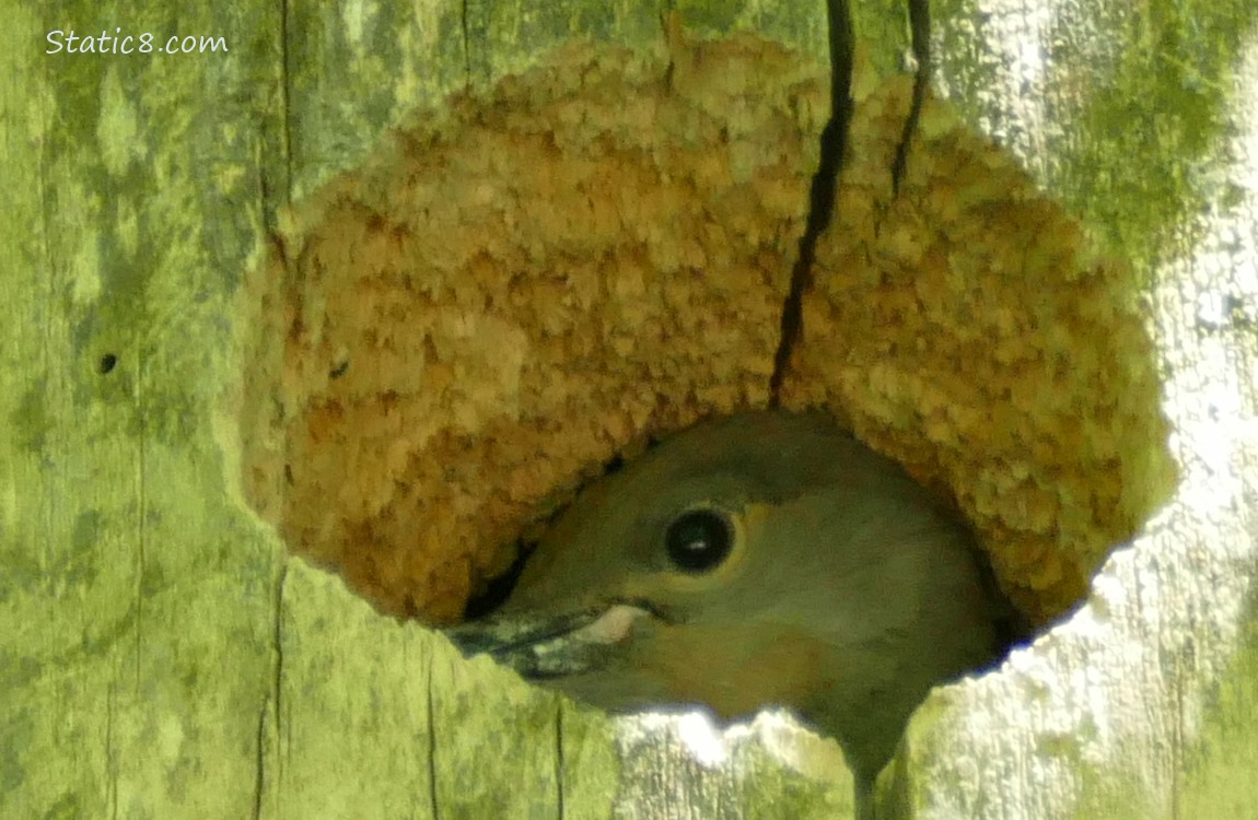 Flicker baby looking out from the nest hole